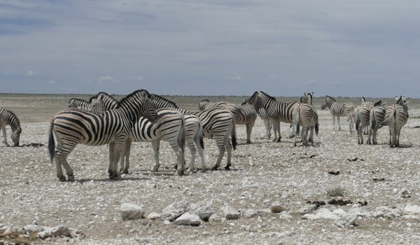 Technology and Innovation Aid Conservation Efforts in Namibia