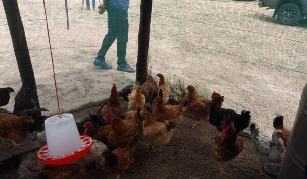 100 Chickens Provided to Families Living with Disabilities