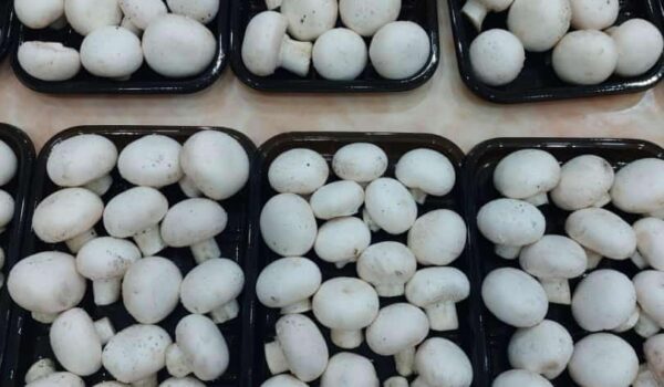 Local Mushroom Grower Shares Her Farming Journey… plans to enter Zambian market