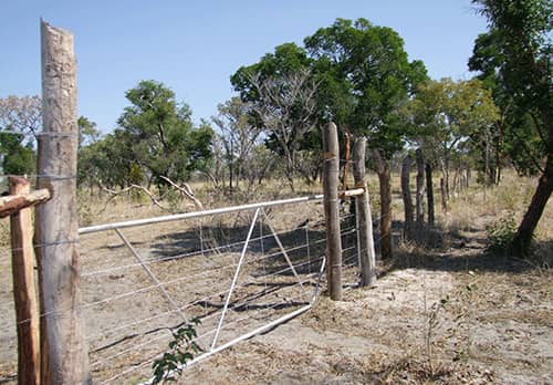 Illegal Fencing Shrinks Grazing Land in Kavango West