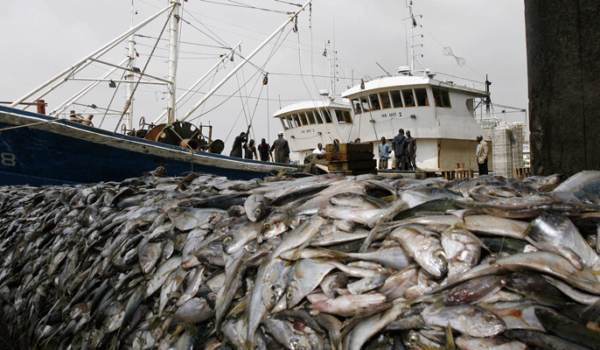 Quota Auctions Raise Red Flags in Fishing Sector