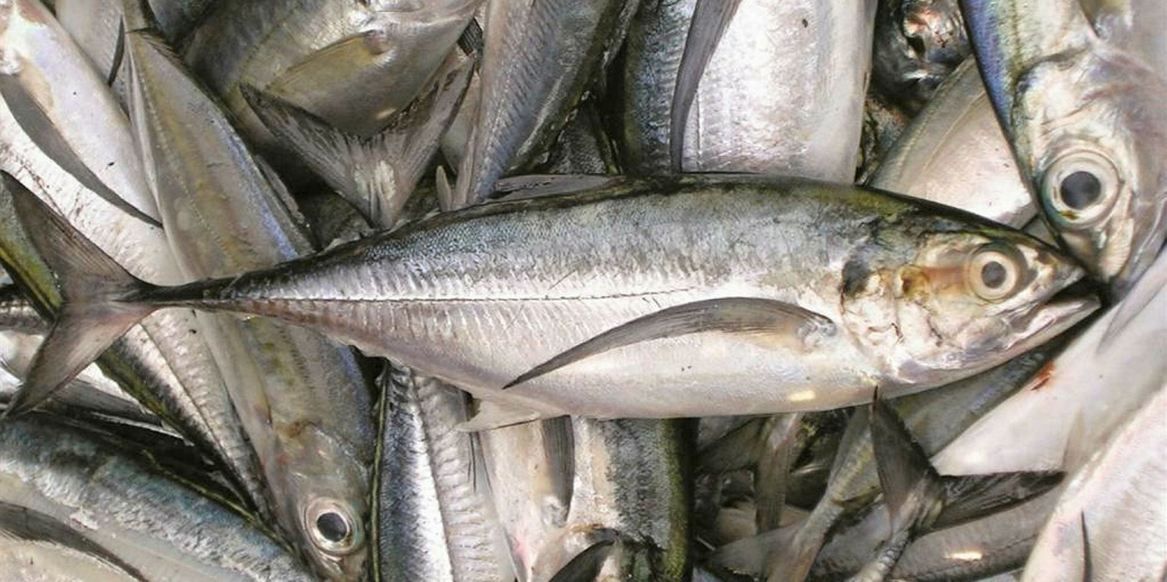 horse-mackerel-brought-in-n-1-04b-in-3-months-eagle-fm