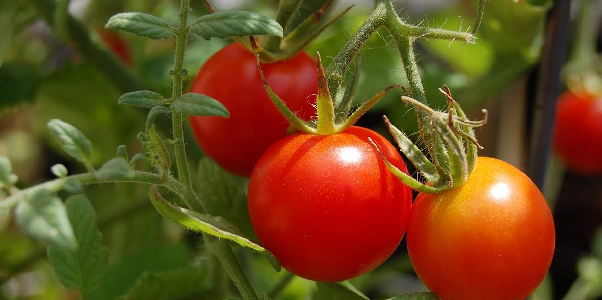 How To Grow Tomatoes – Eagle FM