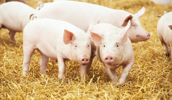 High Input Costs Threaten Pork Industry Growth Amid Declining Imports