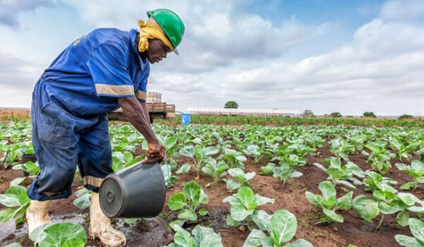 Over 1,500 Agribank Clients to Benefit From N$116m Drought Relief