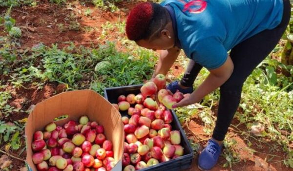 Low Apple Yields Linked to Poor Agro Practices and Limited Resources