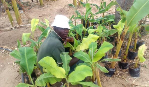 Okongo Farmer Grows Over 60 Banana Trees